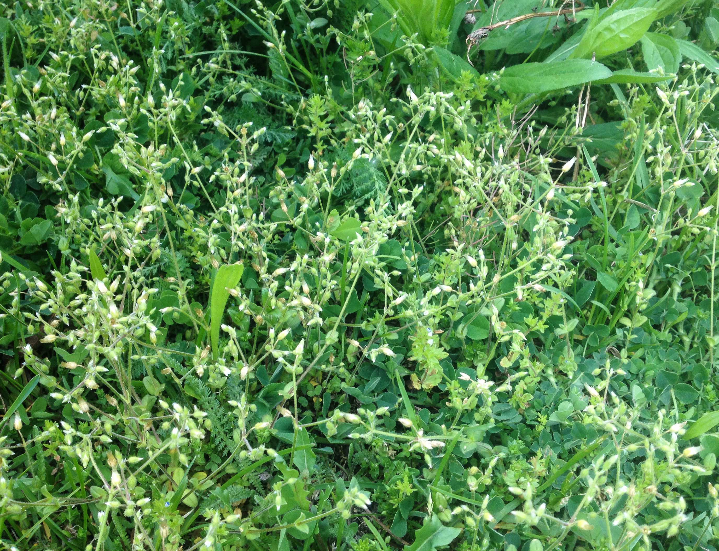 Cerastium_semidecandrum_Greifenburg_2.jpg