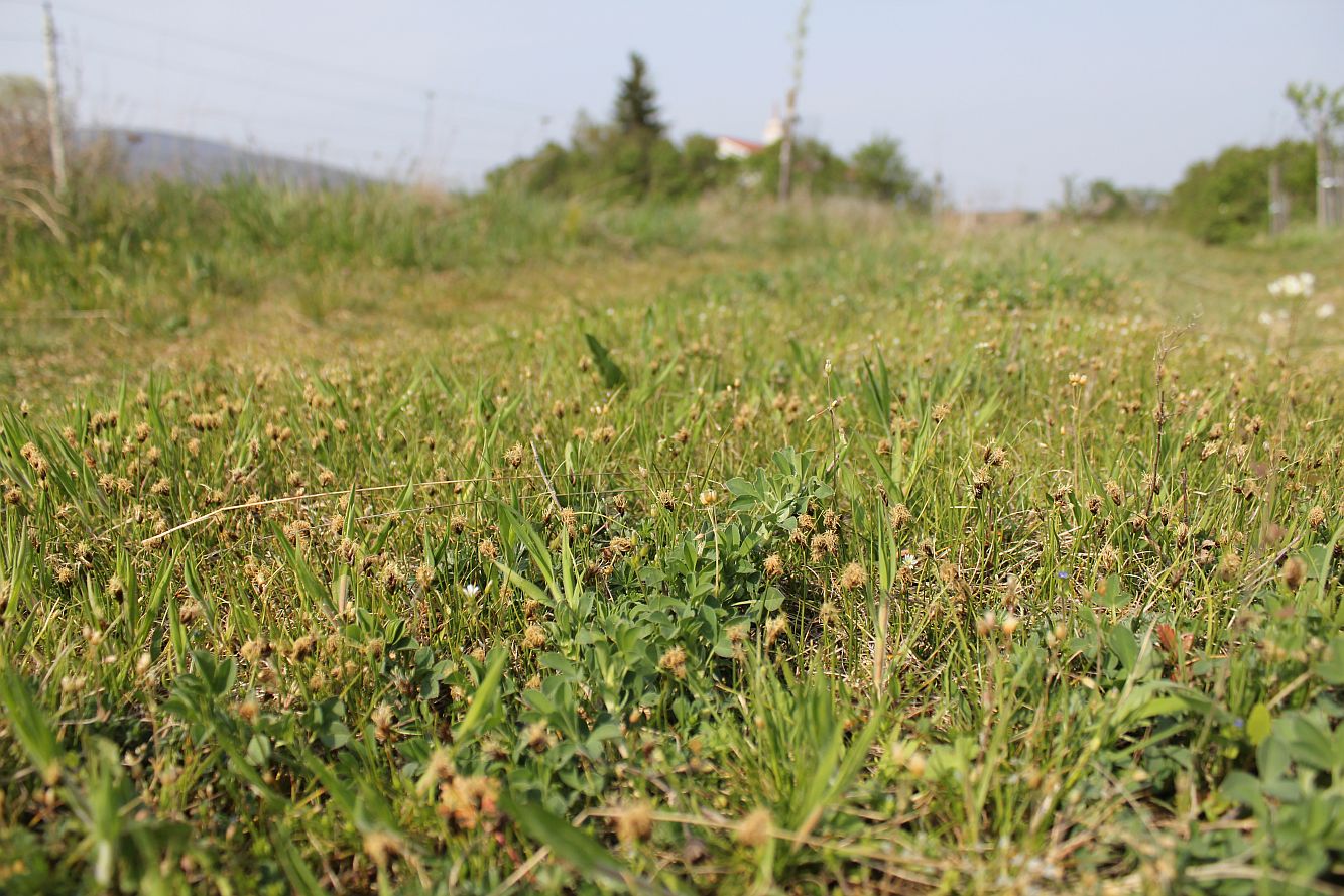 Carex_stenophylla_Traiskirchen_Hoesl_exOEBB-Flaeche_20140402_03.jpg