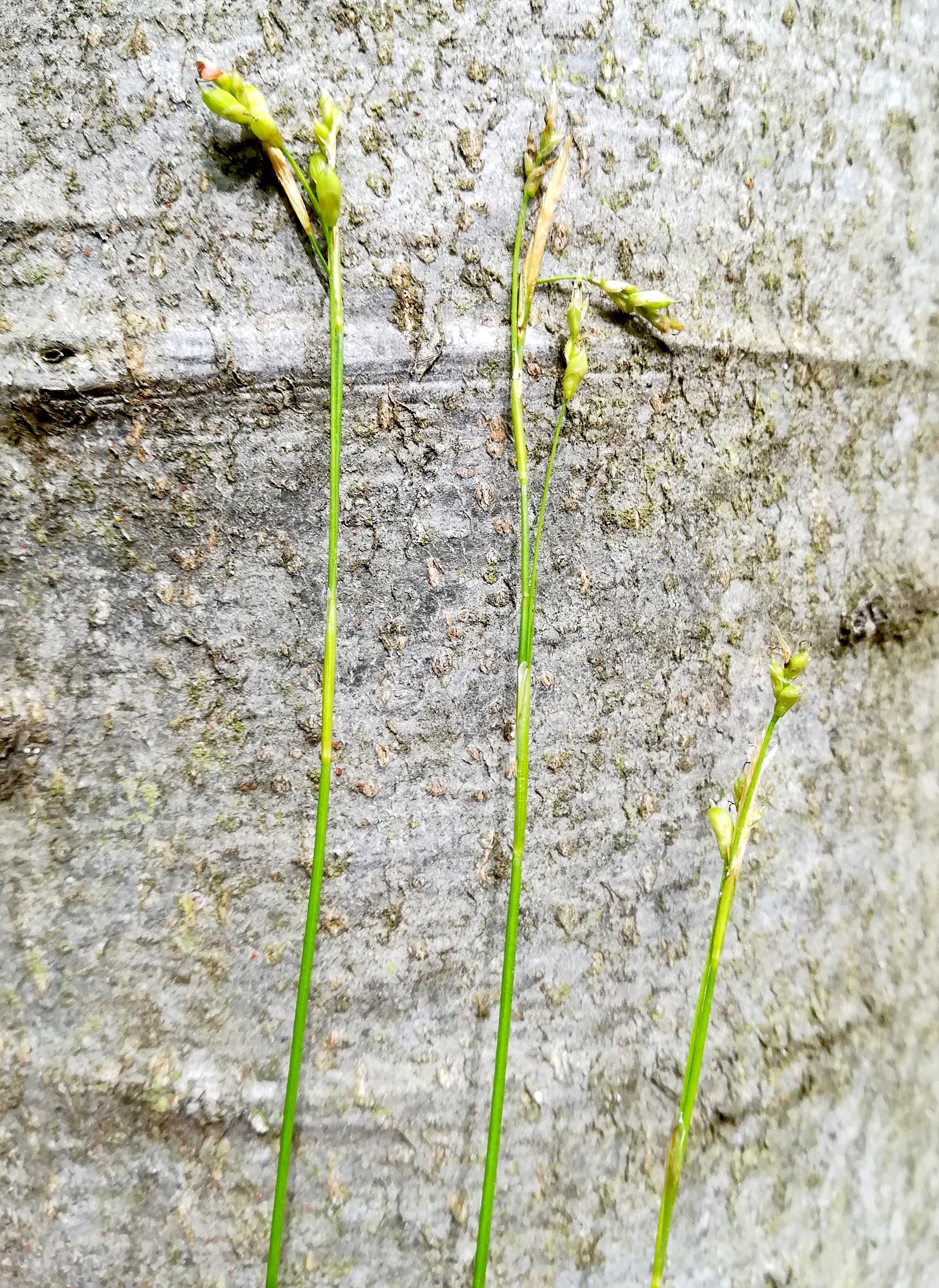 carex cf. alba pottenstein - triesting_20190426_103401.jpg