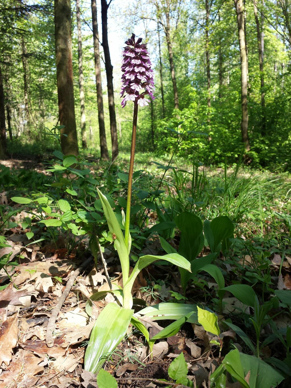 20190501_100534.jpg