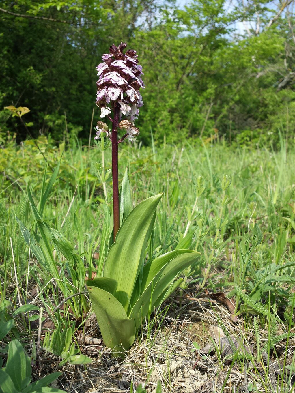 20190501_170856.jpg