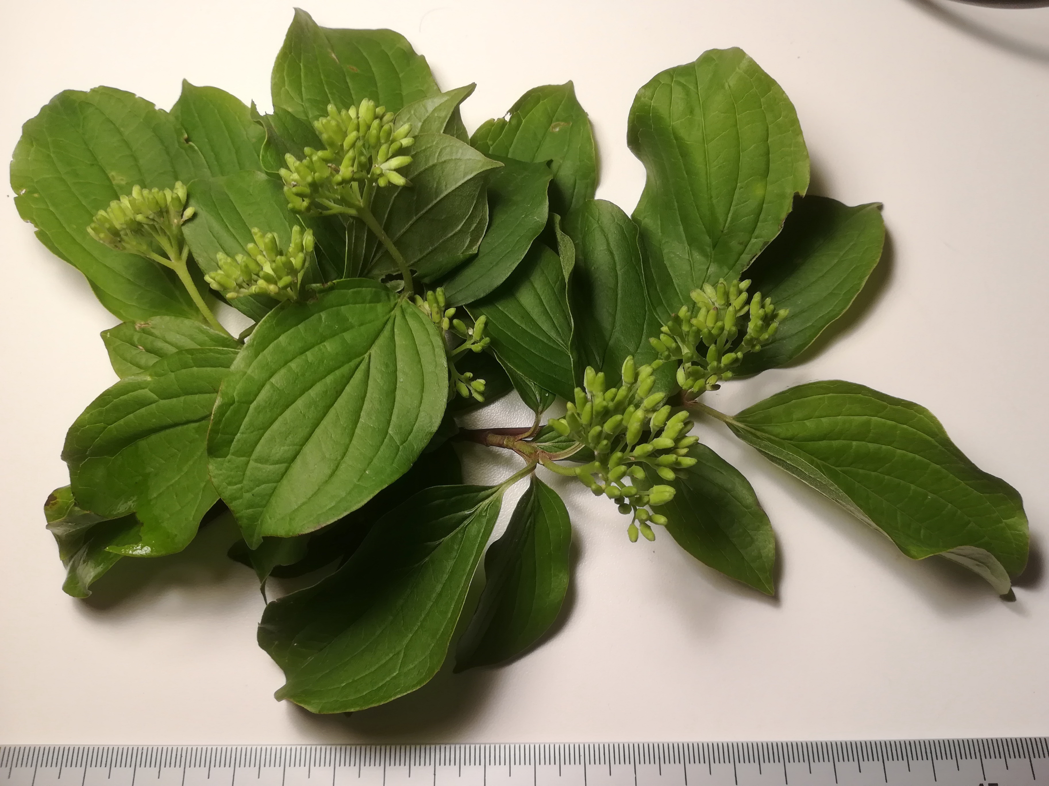 cornus sanguinea subsp. australis donauinsel nächst U2-station donaustadtbrücke_20190501_195528.jpg