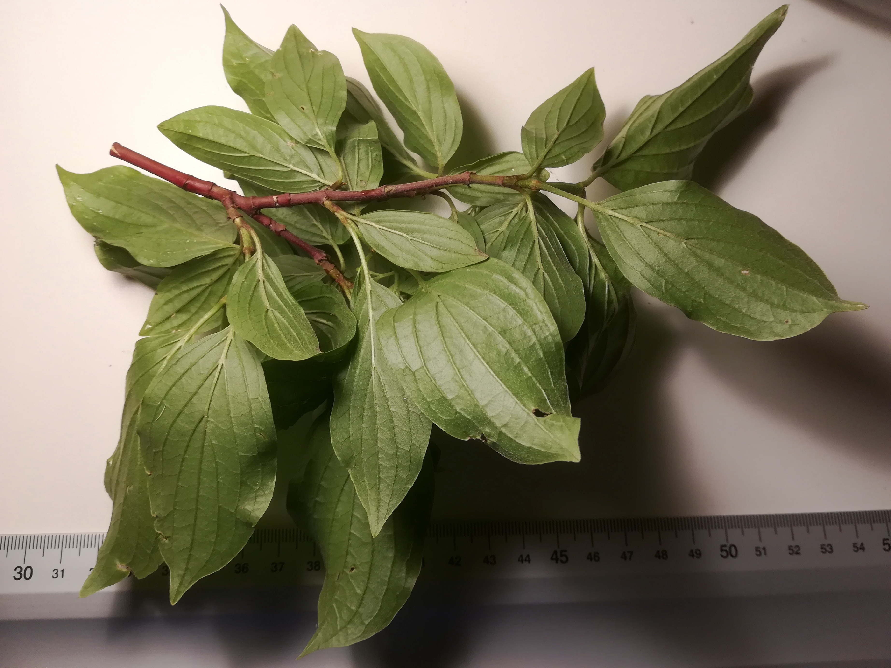cornus sanguinea subsp. australis donauinsel nächst U2-station donaustadtbrücke_20190501_195556.jpg