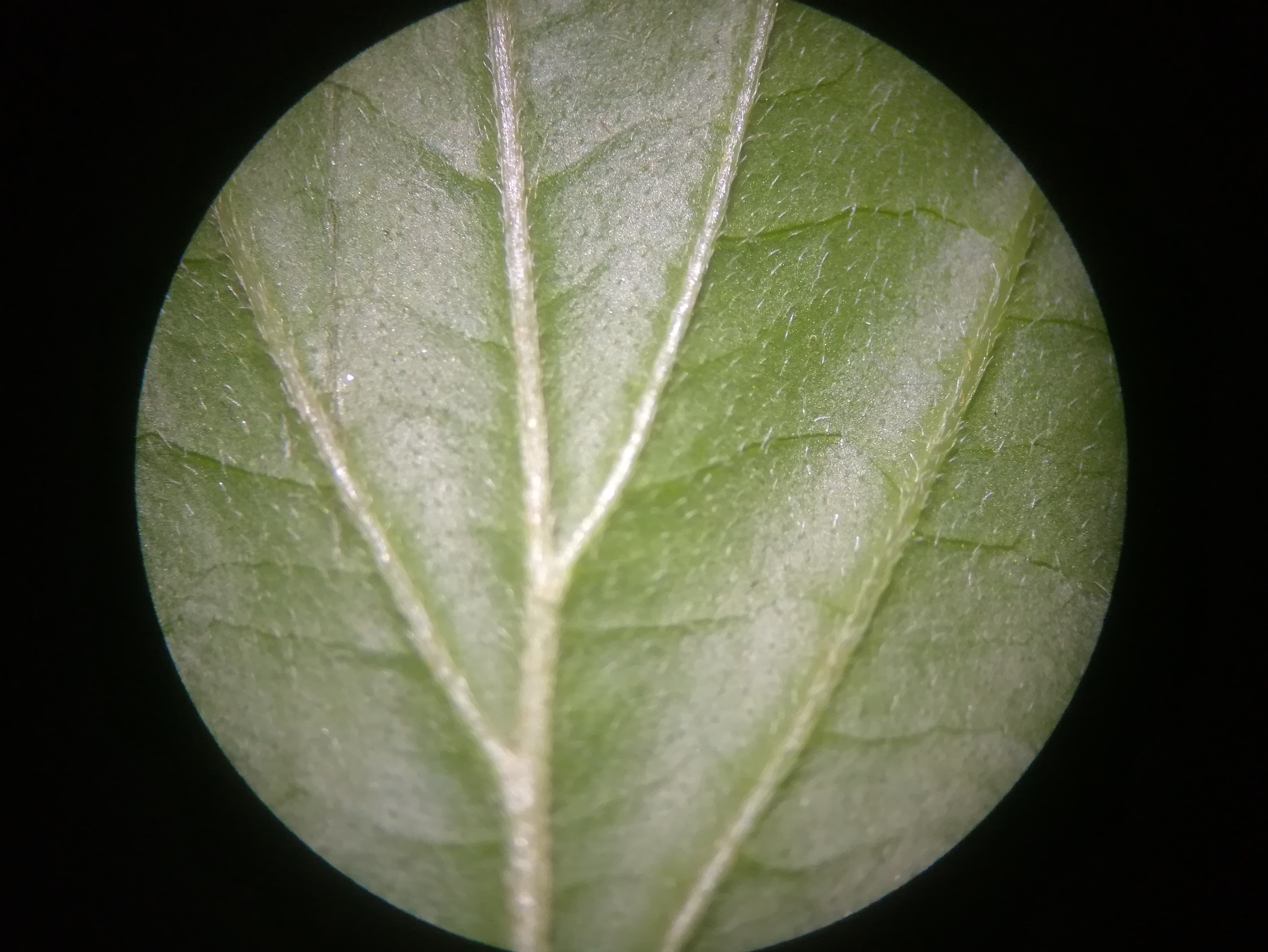 cornus sanguinea subsp. australis donauinsel nächst U2-station donaustadtbrücke_20190501_195828.jpg