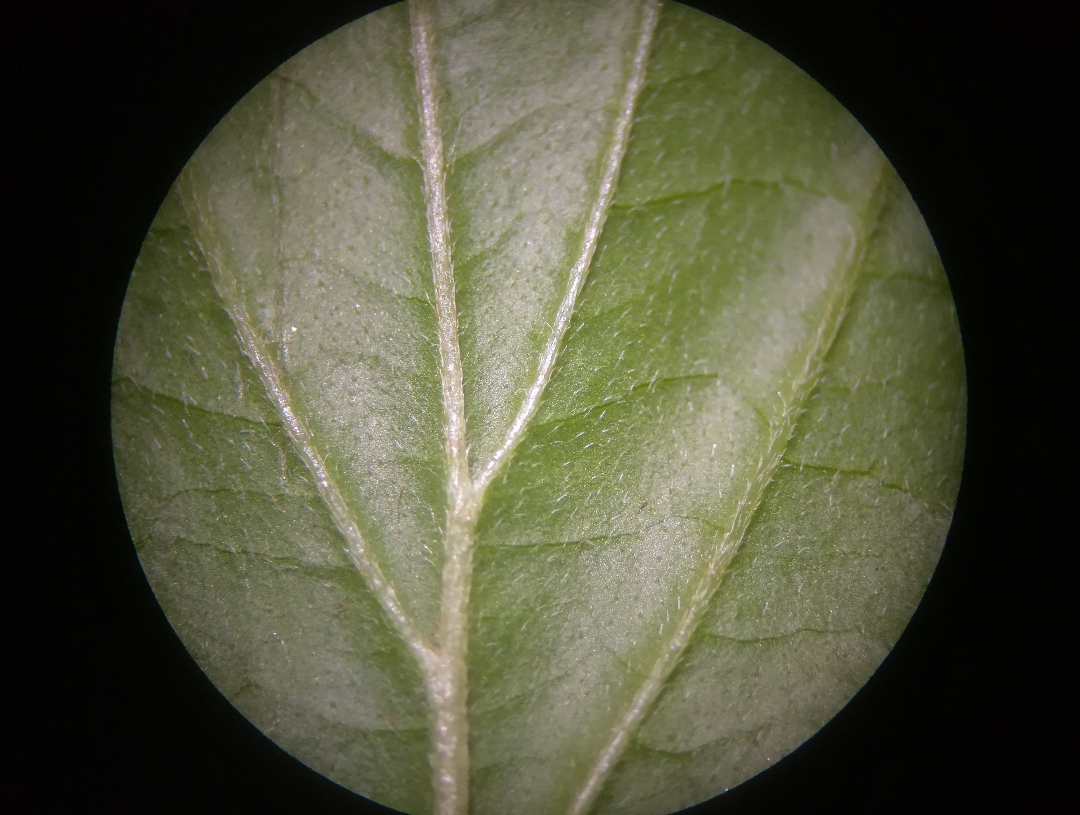 cornus sanguinea subsp. australis donauinsel nächst U2-station donaustadtbrücke_20190501_195830.jpg