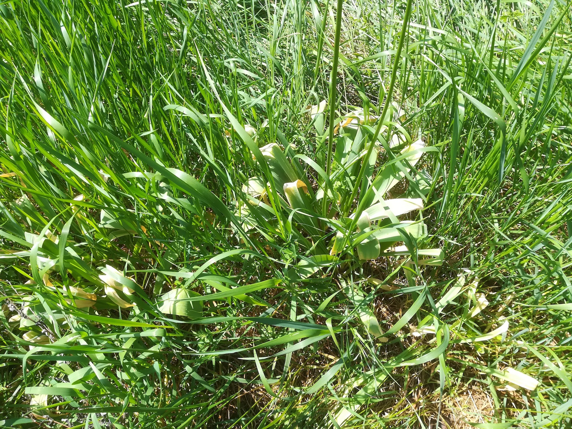 allium sp. donauinsel_20190501_111341.jpg