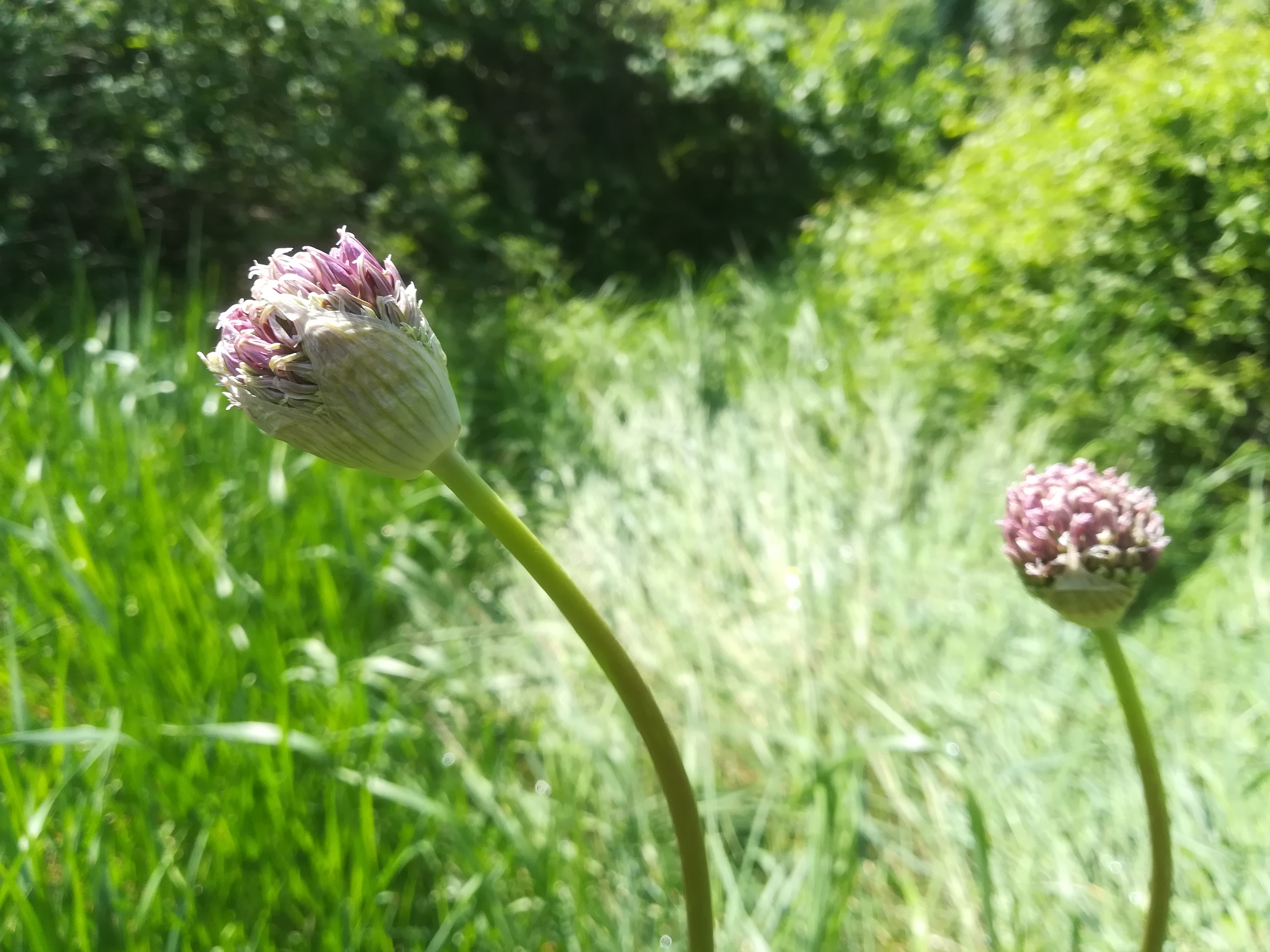 allium sp. donauinsel_20190501_111347.jpg