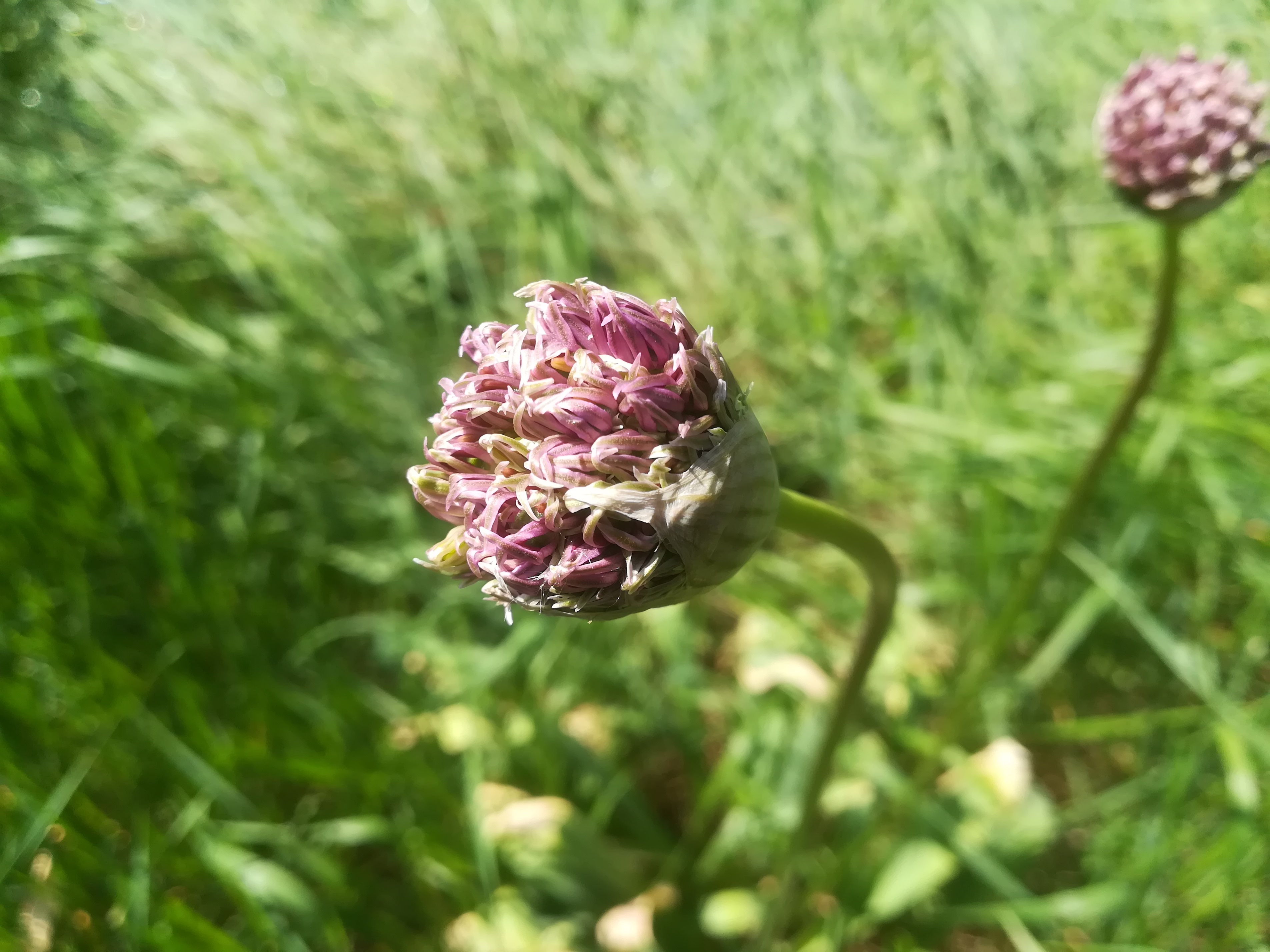 allium sp. donauinsel_20190501_111351.jpg