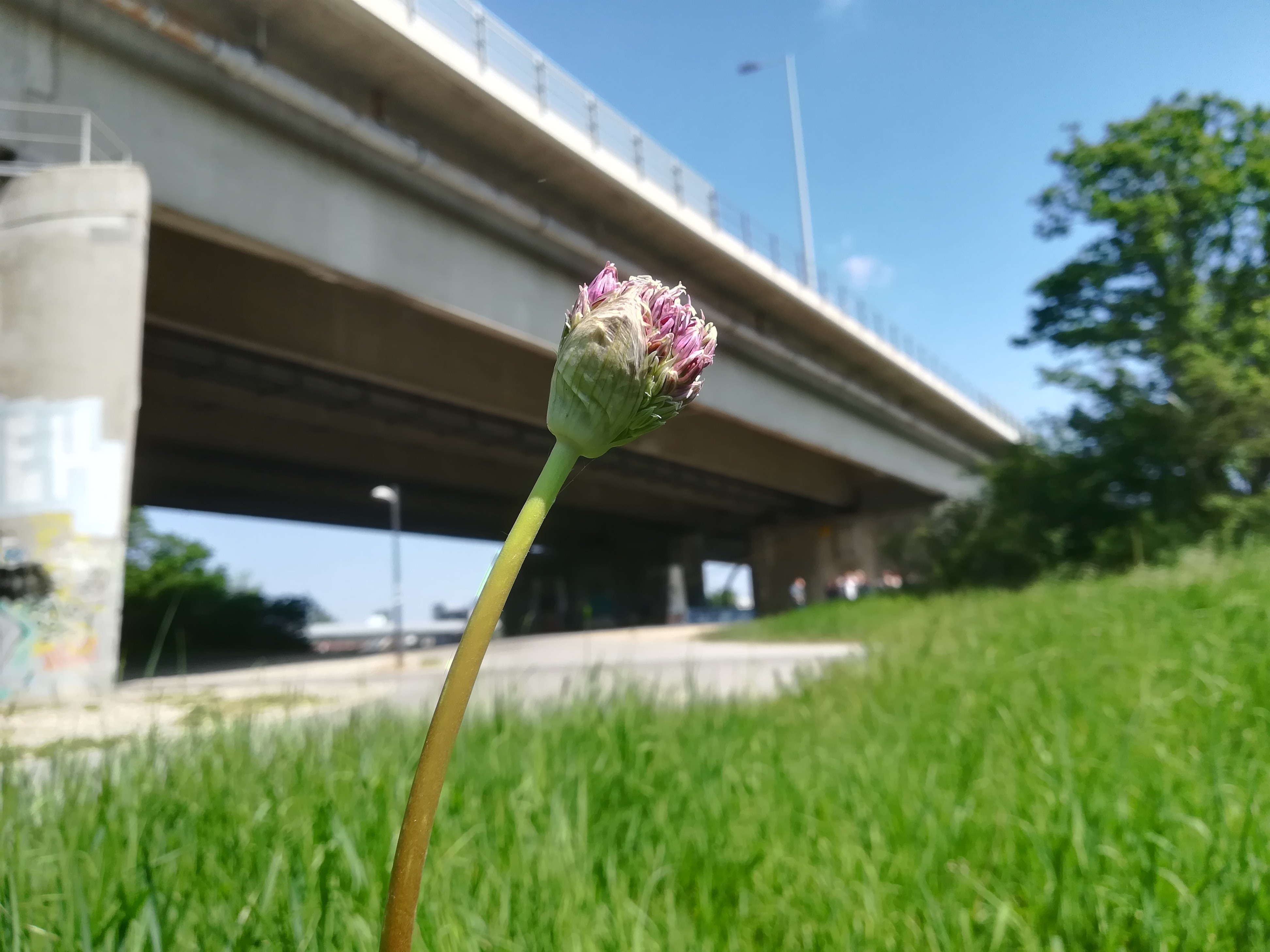 allium sp. donauinsel_20190501_111428.jpg