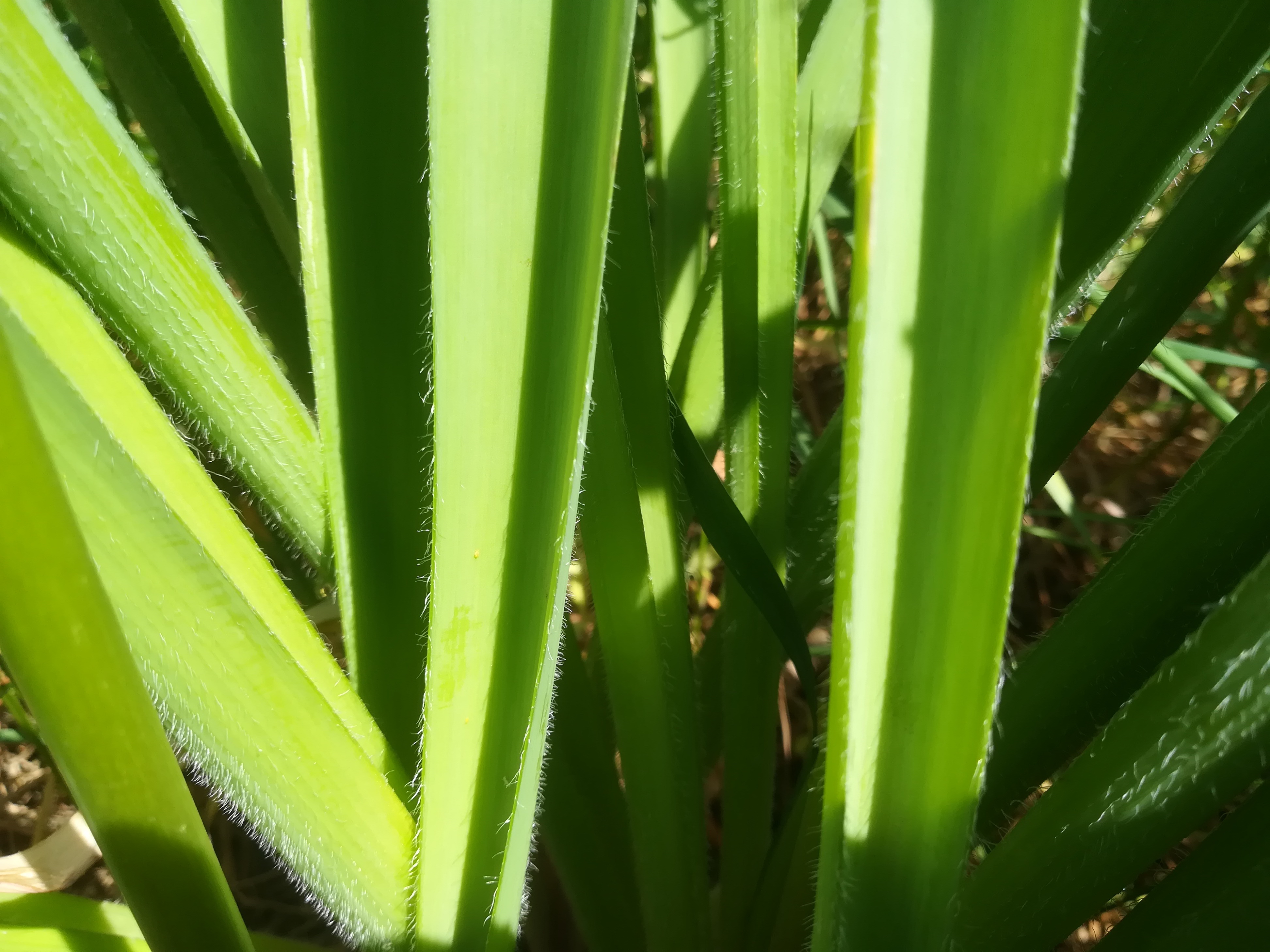 allium sp. donauinsel_20190501_111504.jpg