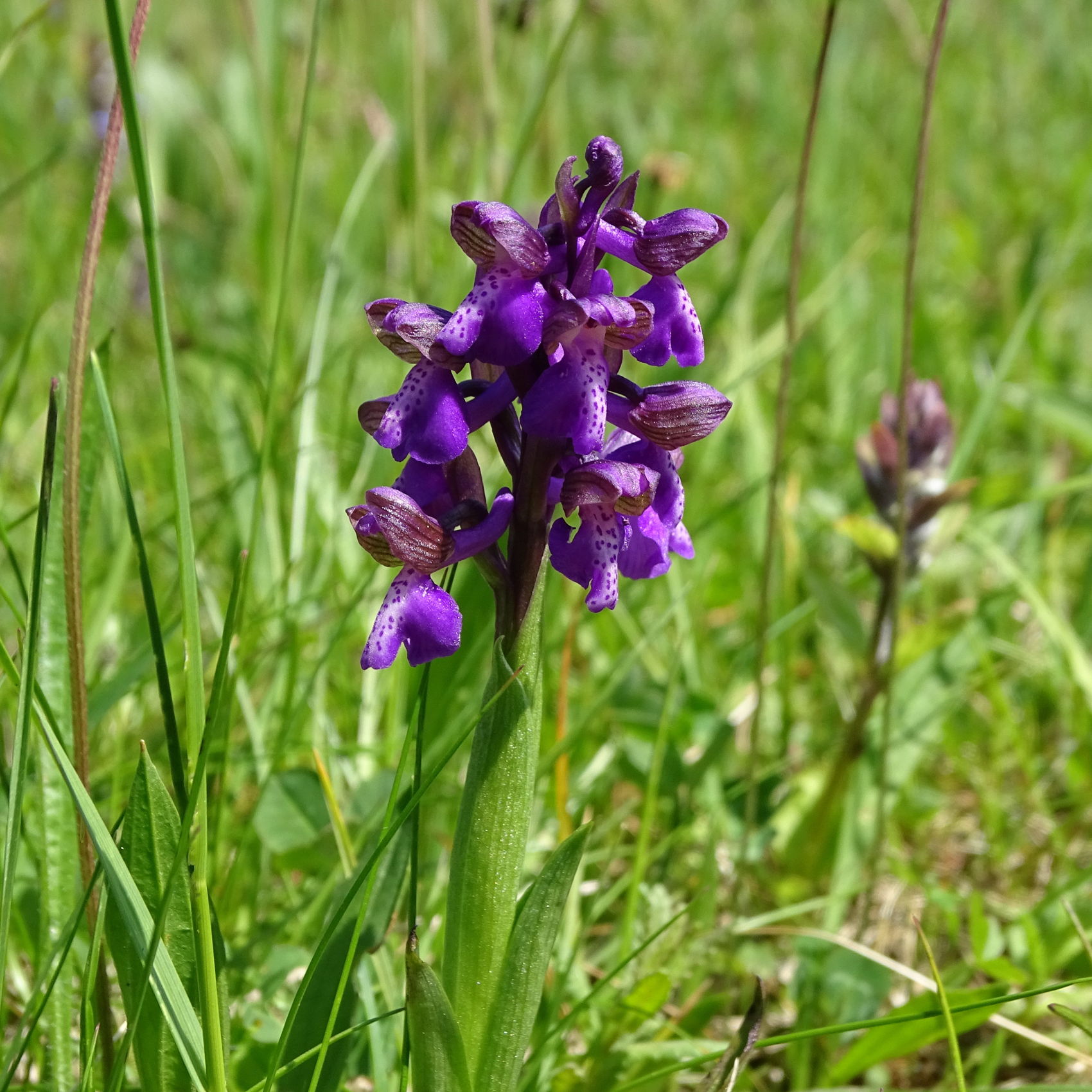Anacamptis morio2_remschnigg.jpg