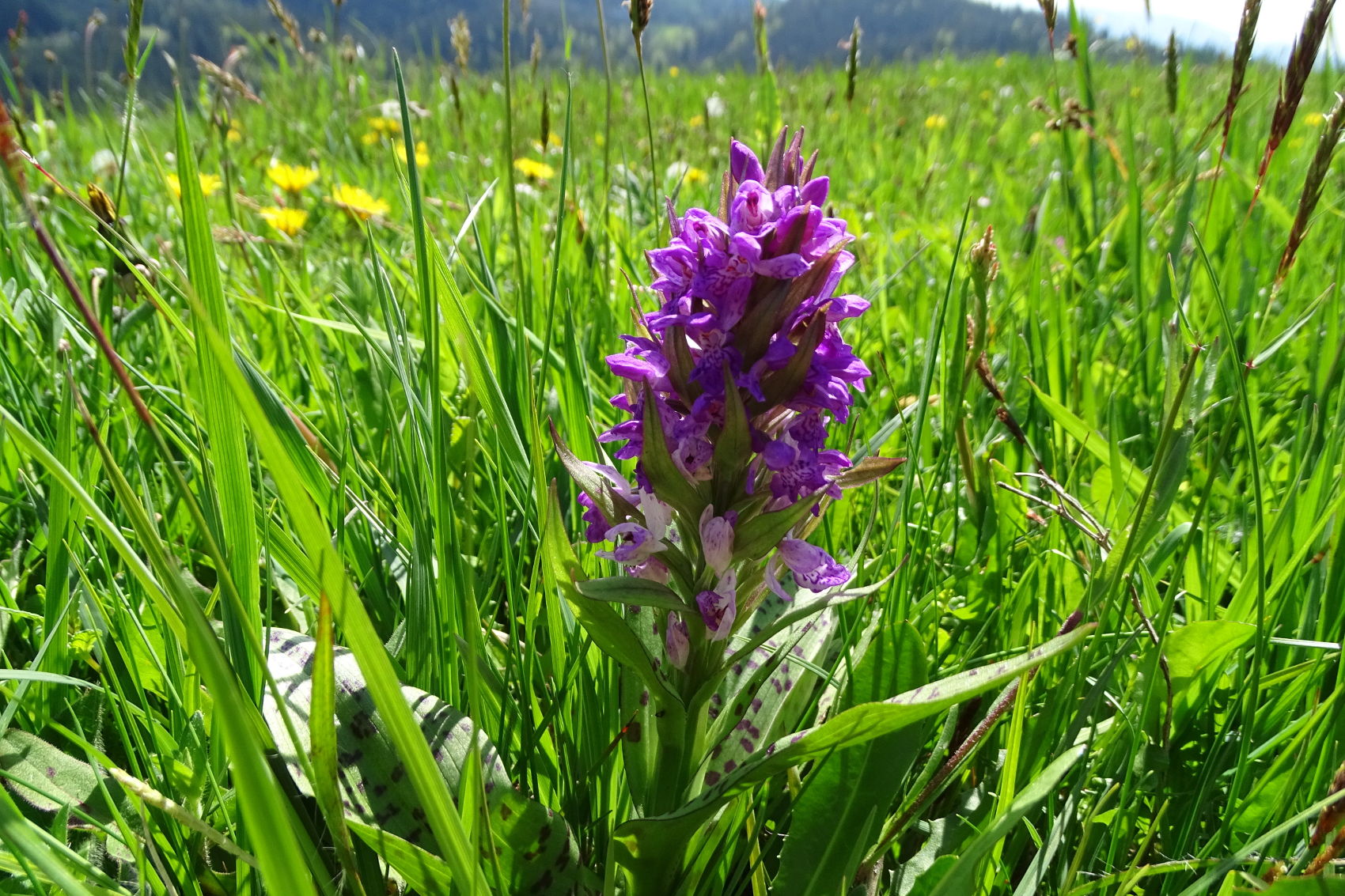 Dactylorhiza majalis_remschnigg.JPG