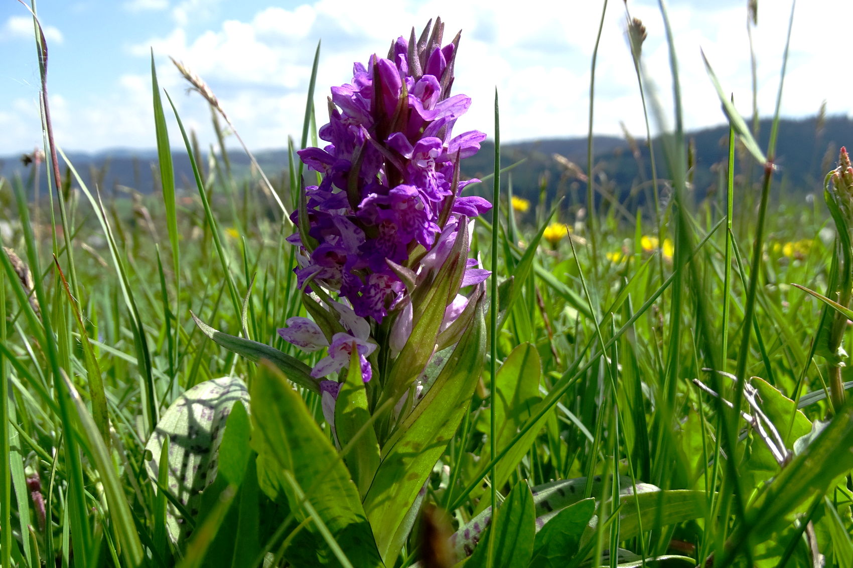 Dactylorhiza majalis_remschnigg2.JPG