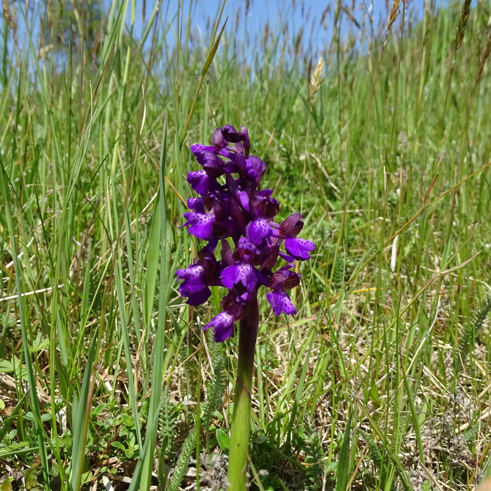 Anacamptis morio3_remschnigg.jpg