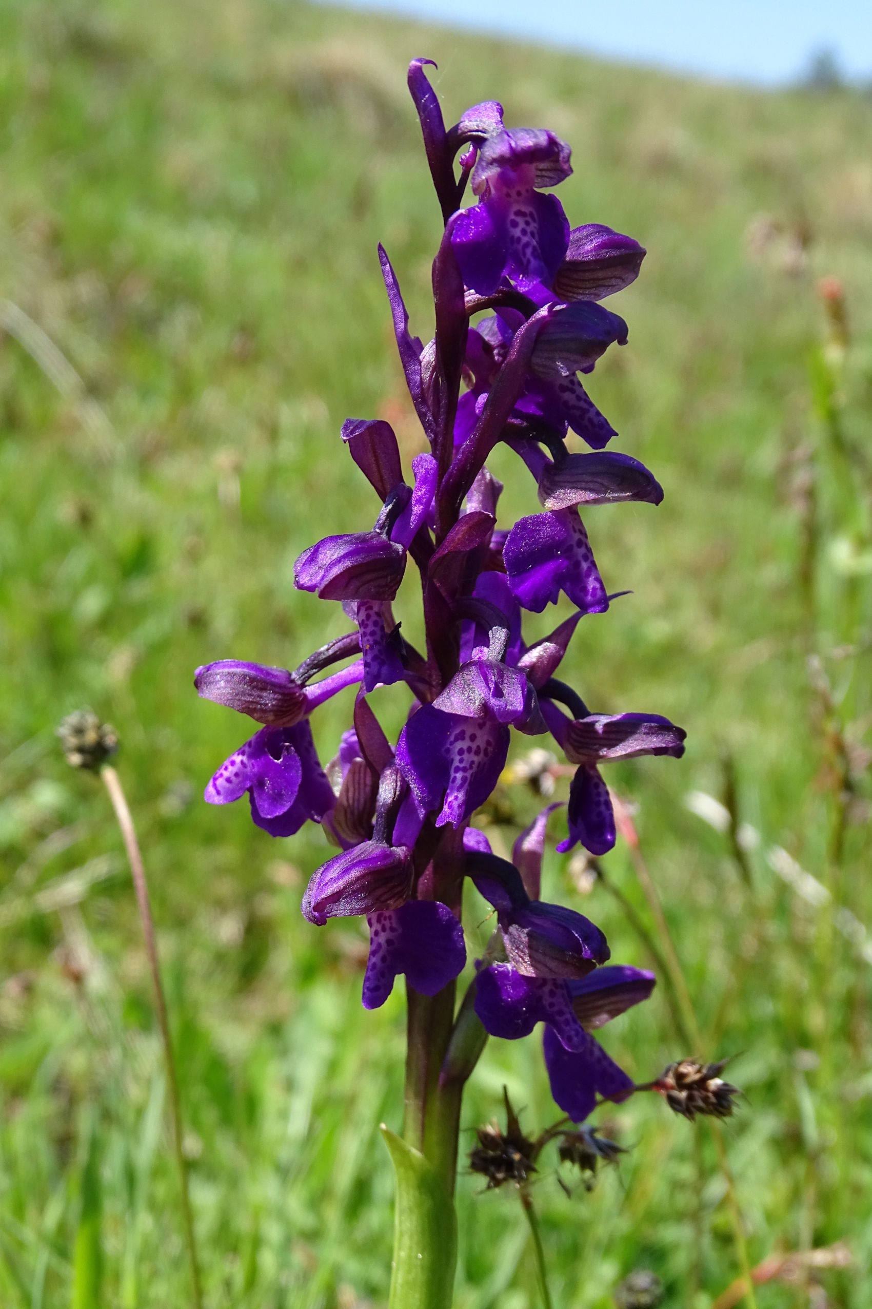 Anacamptis morio4_remschnigg.jpg