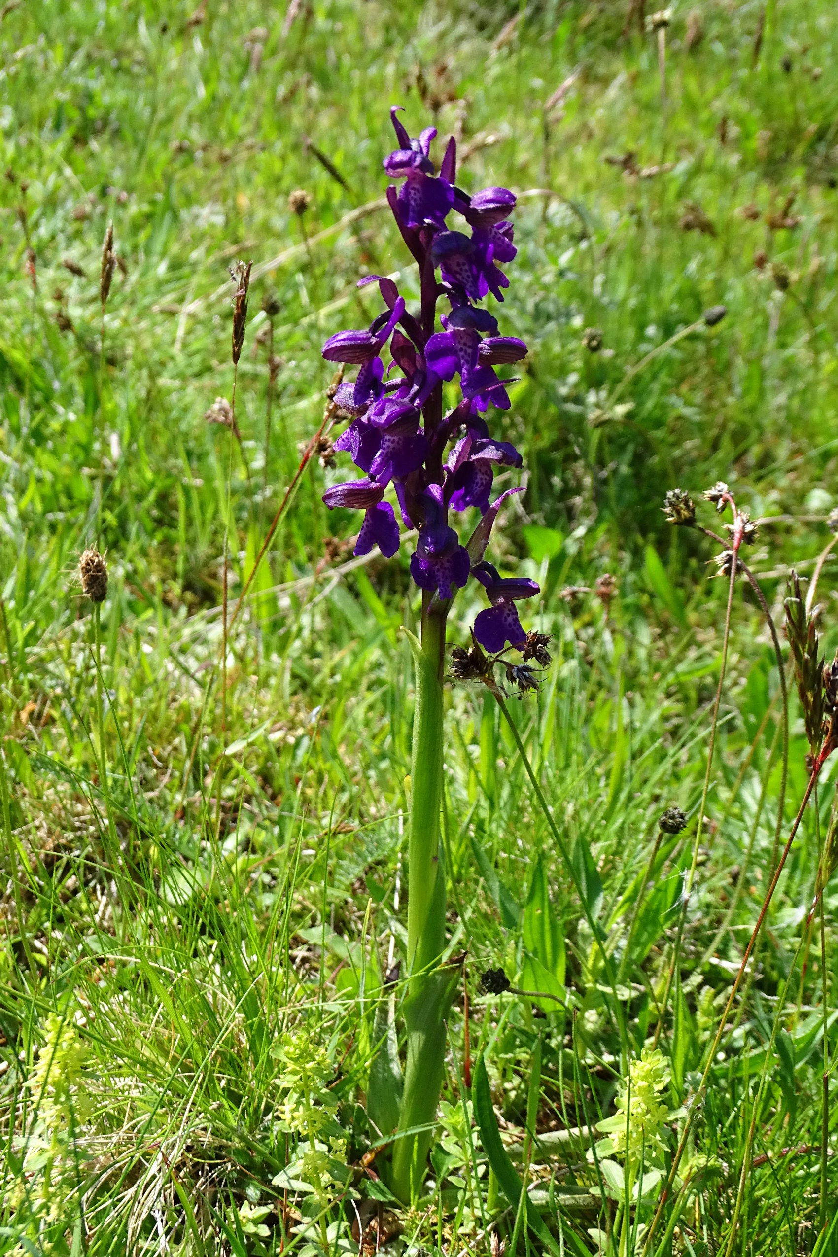 Anacamptis morio4a_remschnigg.jpg