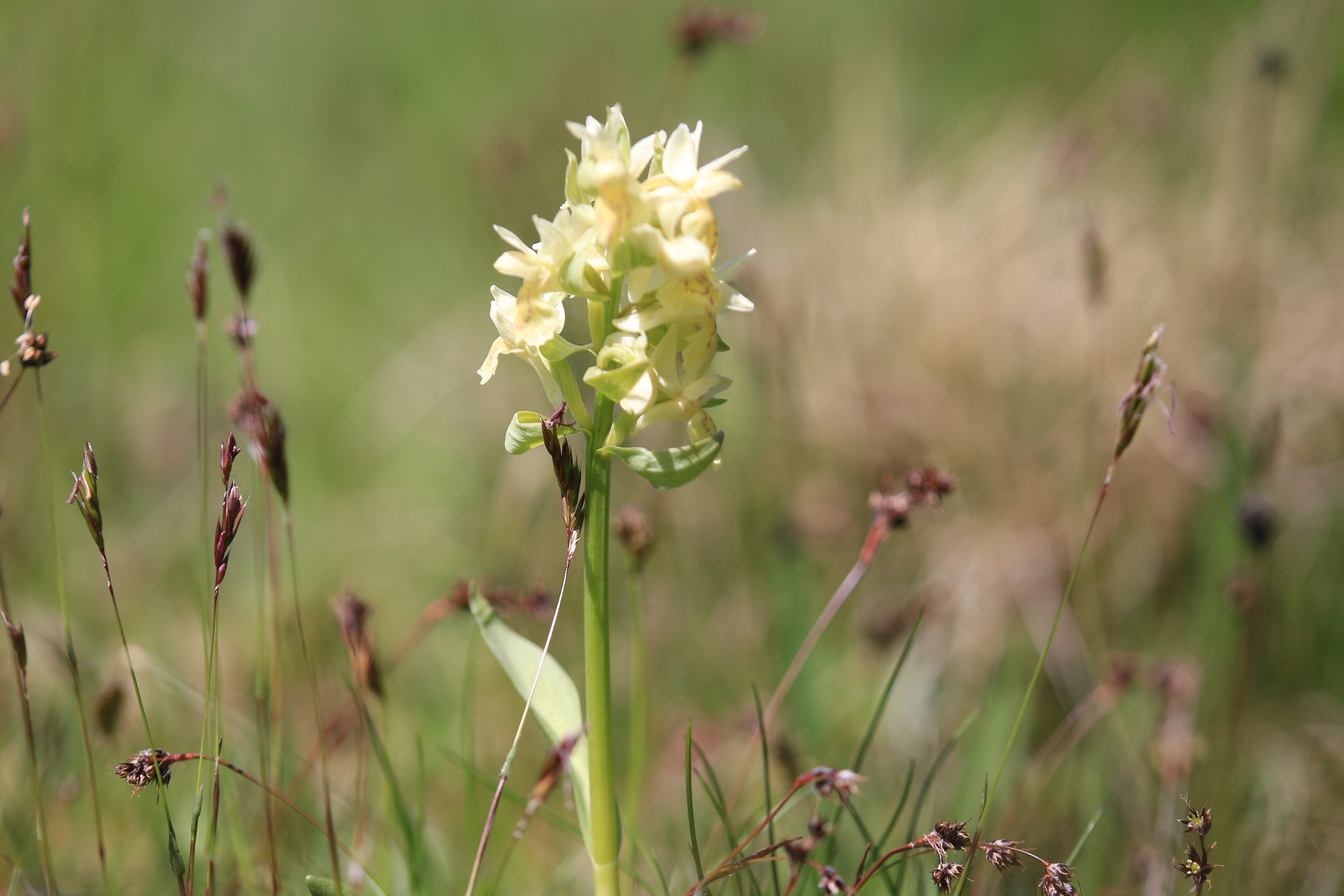Dactylorhiza sambucina2_remschnigg.JPG