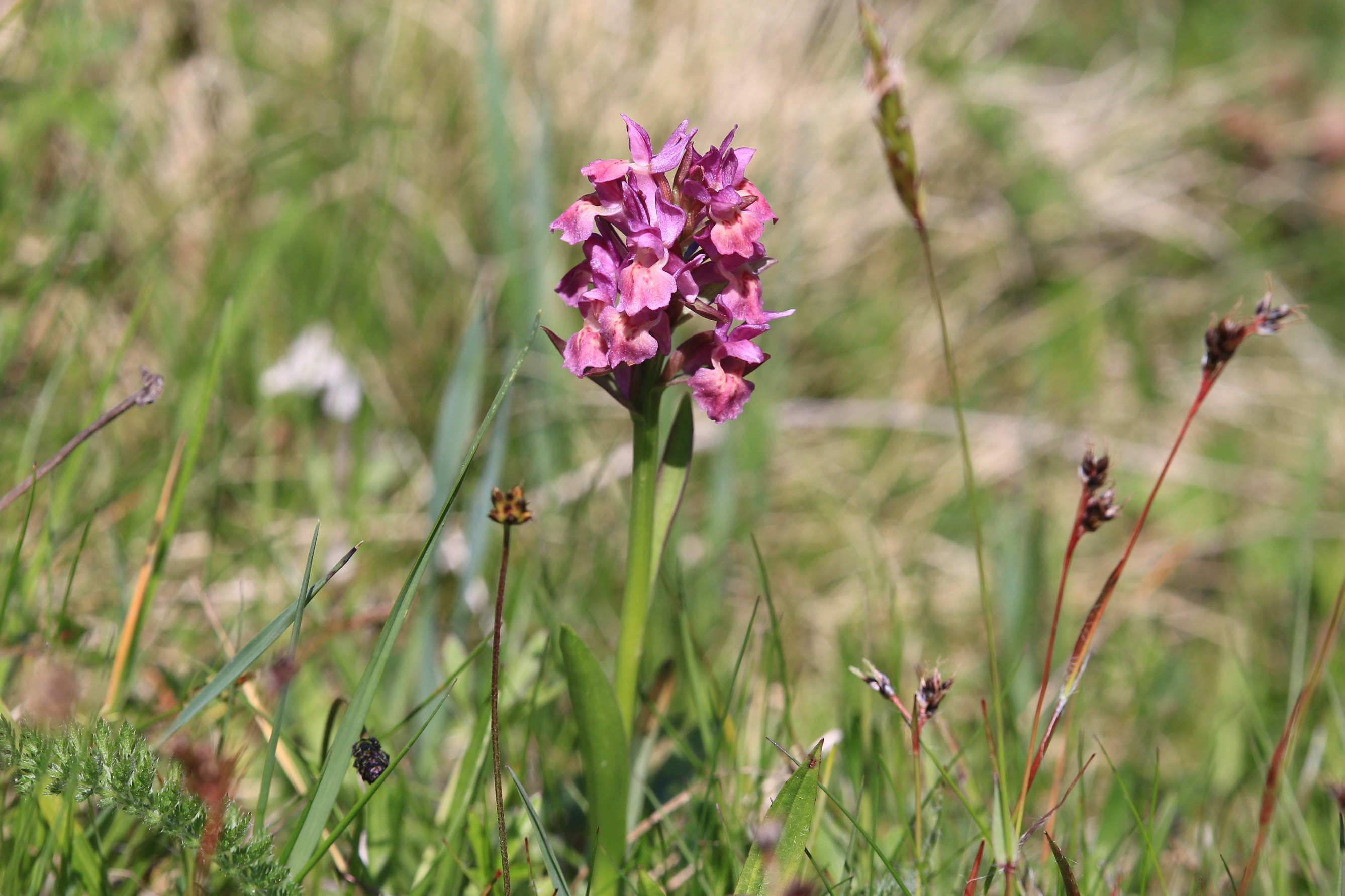 Dactylorhiza sambucina1_remschnigg.JPG