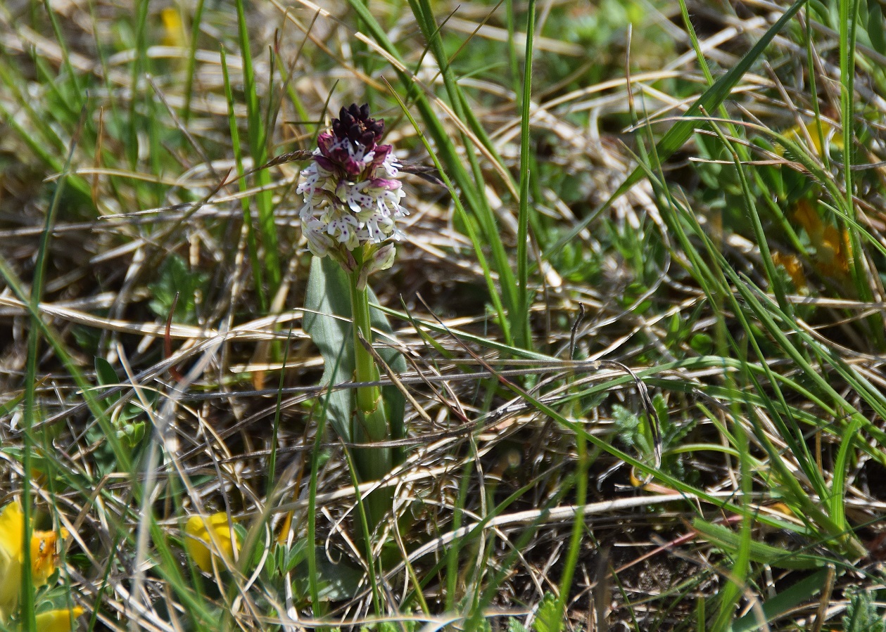Stotzinger Heide-28042019-(9) - Neotinea ustulata - Brand-Keuschständel.JPG