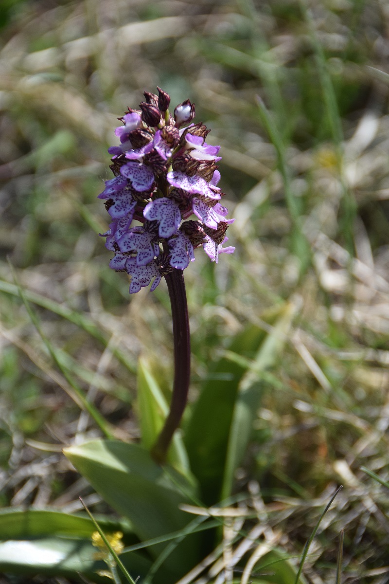 Stotzinger Heide-28042019-(16) - Orchis purpurea - Purpur-Knabenkraut.JPG