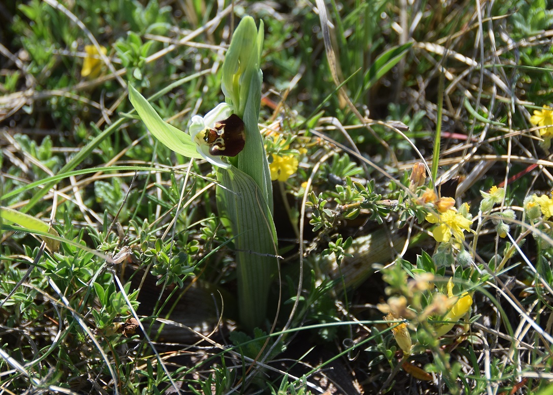Stotzinger Heide-28042019-(35) - Ophrys holoserica - Hummel-Ragwurz.JPG