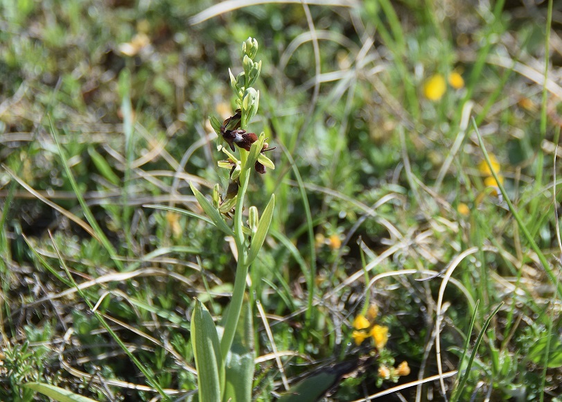 Stotzinger Heide-28042019-(36) - Ophrys insectifera - Fliegen-Ragwurz.JPG