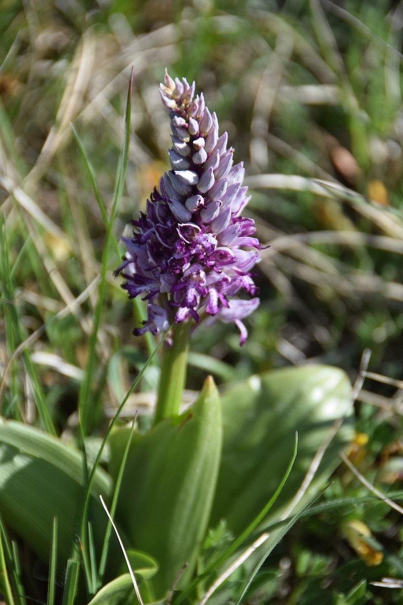 Stotzinger Heide-28042019-(43) - Orchis militaris - Helm-Knabenkraut.JPG