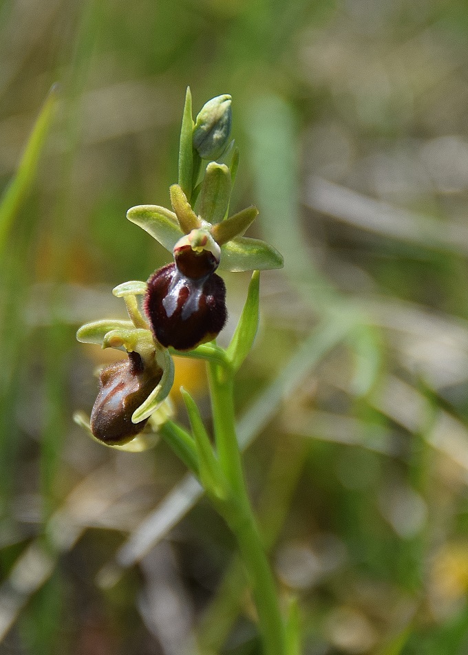 Stotzinger Heide-28042019-(49) - Ophrys sphegodes - Spinnen-Ragwurz.JPG