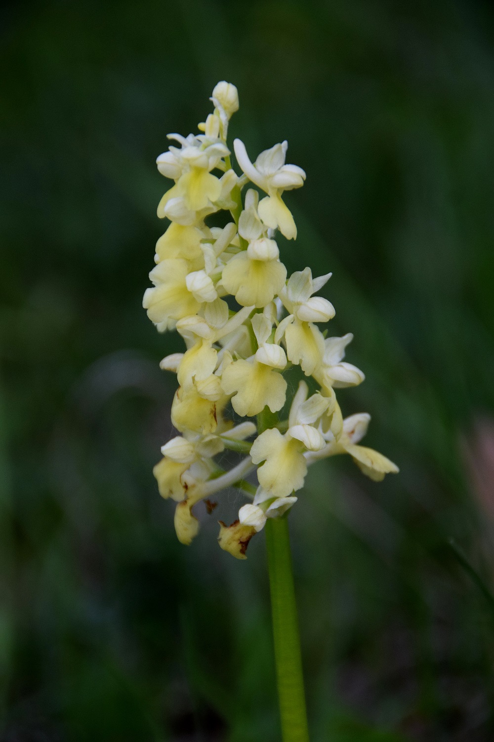 Sittendorf - Lutzfeld-01052019-(8) - Orchis pallens - Bleich-Knabenkraut.JPG