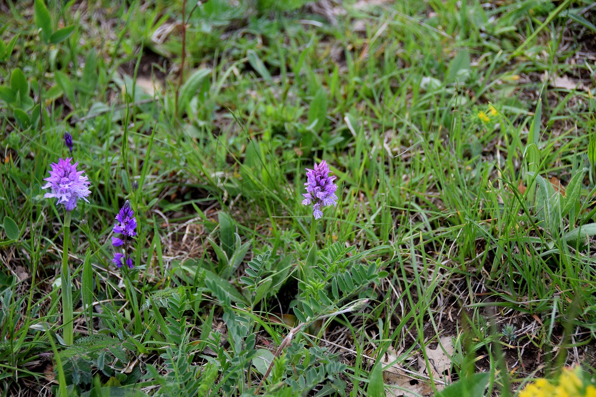 Sittendorf-Sommerau - 01052019-(8) - Neotinea tridentata - Dreizahn-Keuschständel.JPG