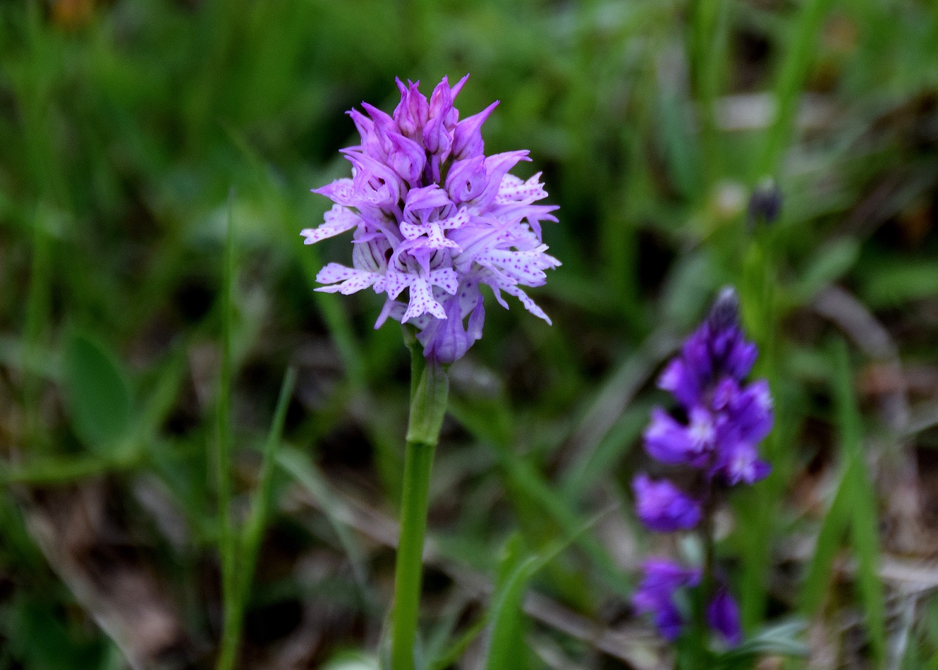 Sittendorf-Sommerau - 01052019-(9) - Neotinea tridentata - Dreizahn-Keuschständel.JPG