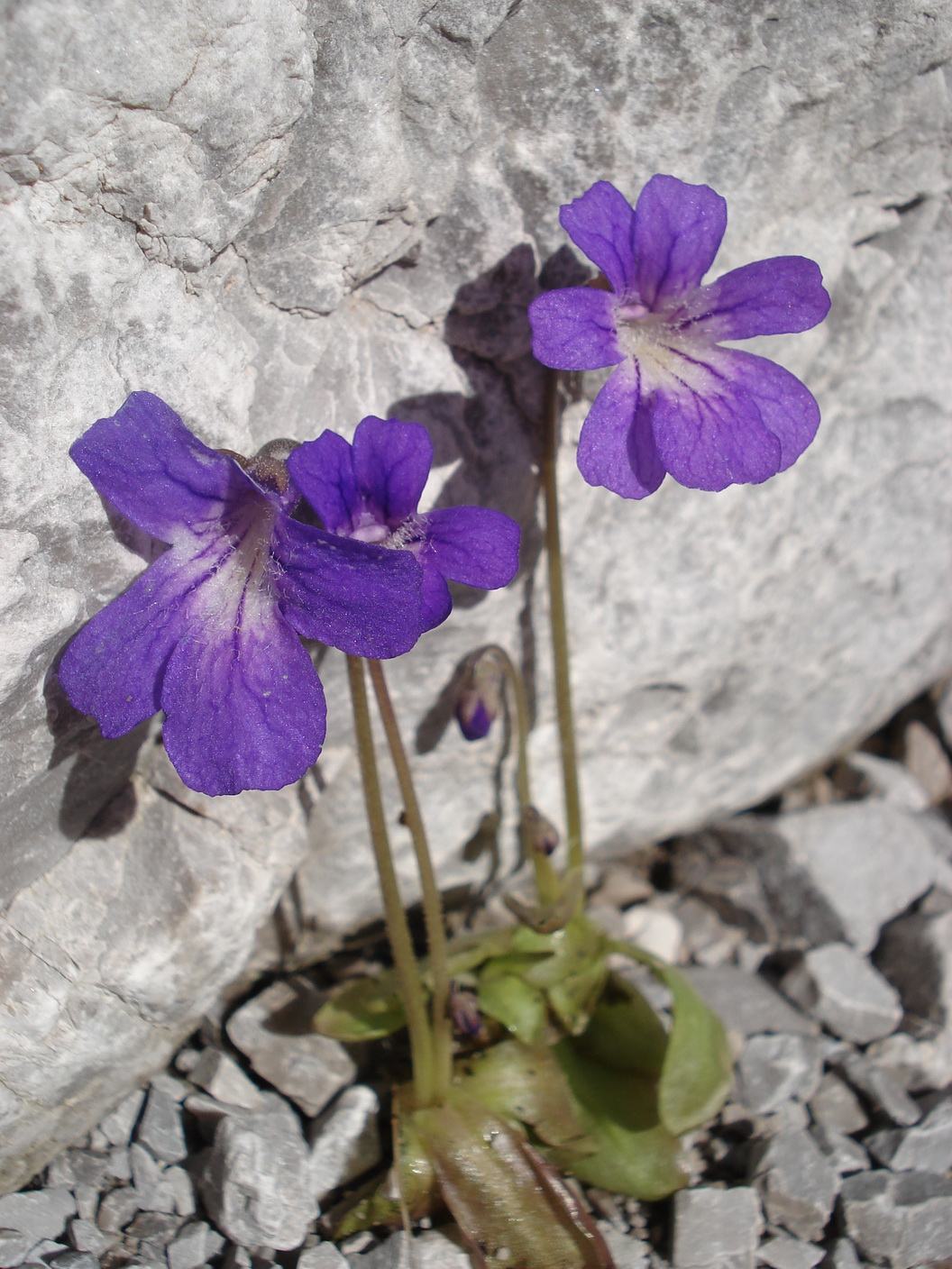 Pinguicula.poldinii 1.Mai 2019.JPG.JPG