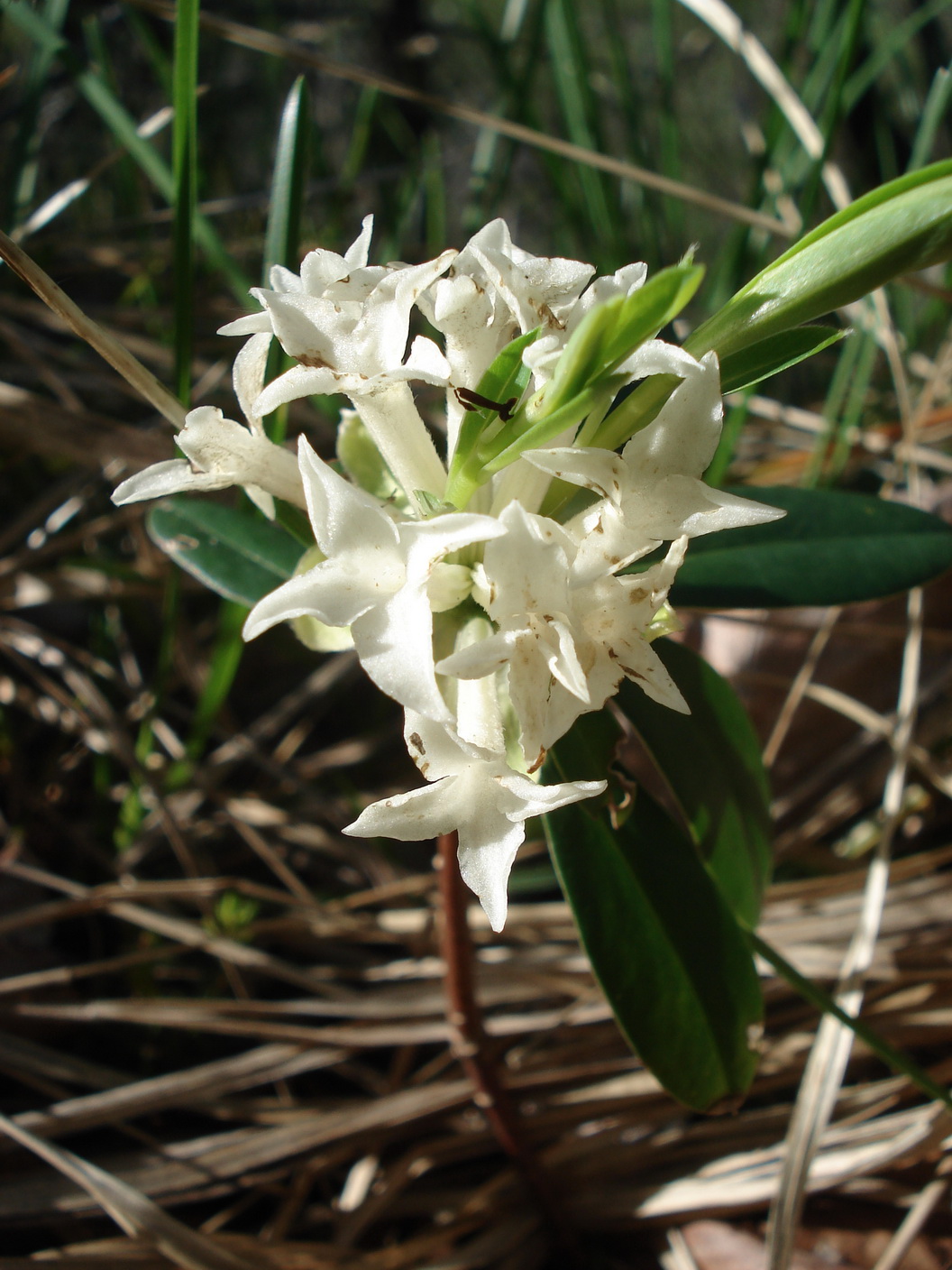 Daphne.blagayana.1.Mai.2019.JPG