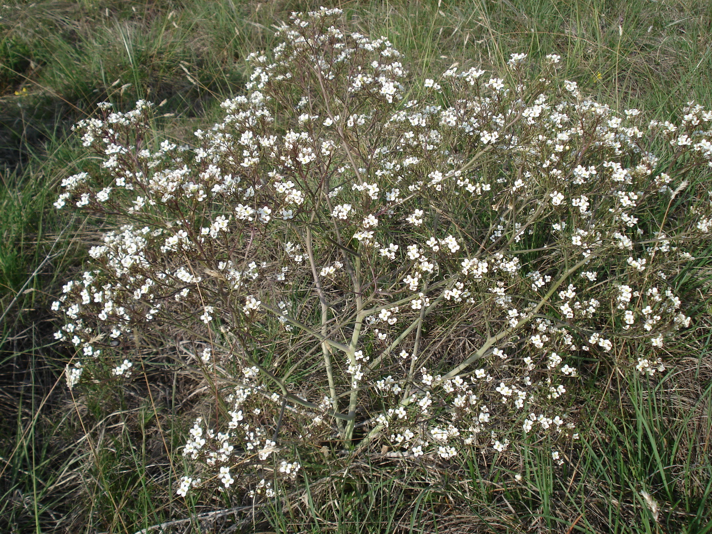 Crambe.tatarica.1.Mai.2019.JPG