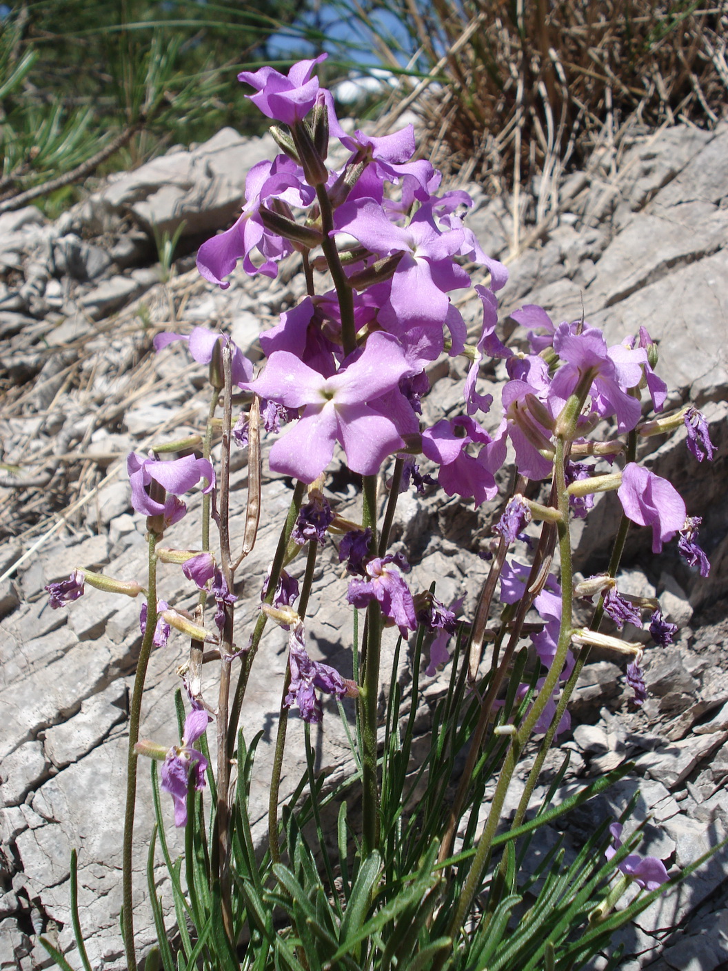 Matthiola.valesiaca.1.Mai 2019.JPG