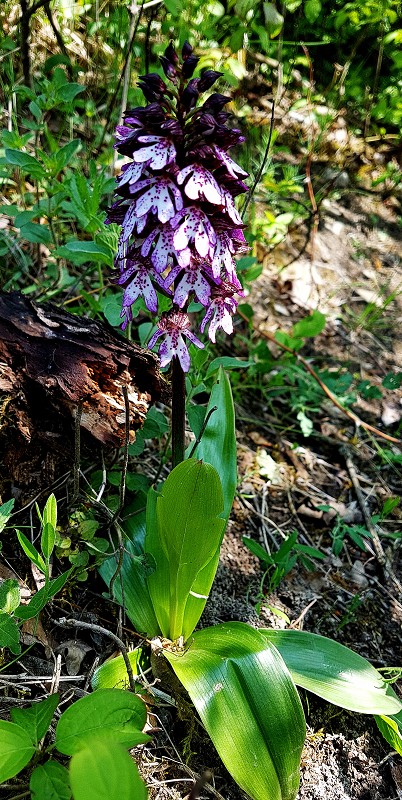 k-Orchis purpurea III.jpg