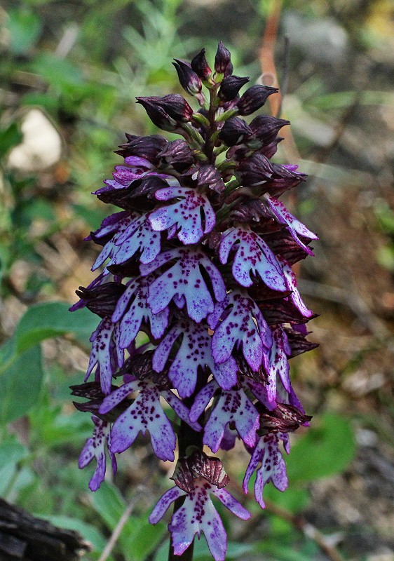 k-Orchis purpurea I.JPG