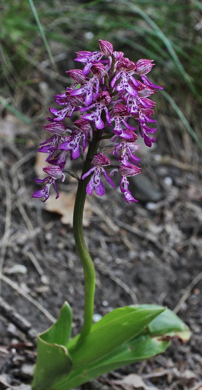 k-Orchis purpurea hybride.II.JPG