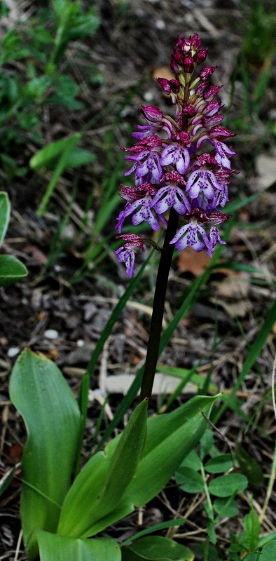 k-Orchis purpurea H II.JPG