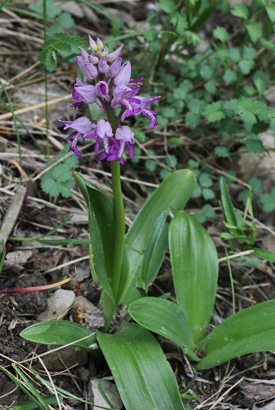 k-Anacamptis militaris.JPG