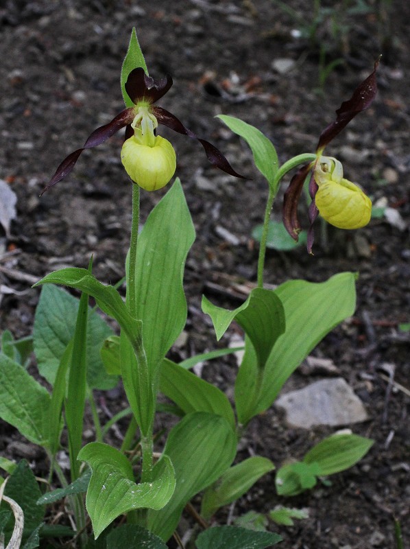 k-Cypripedium calceolus I.JPG