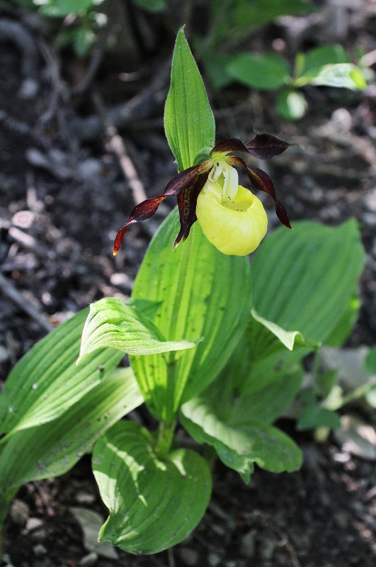 k-Cypripedium caceolus II.JPG