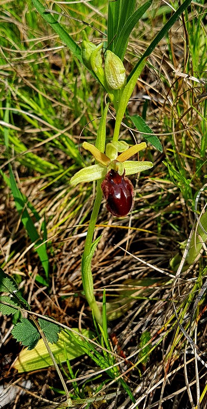 k-Ophrys sphegodes.jpg