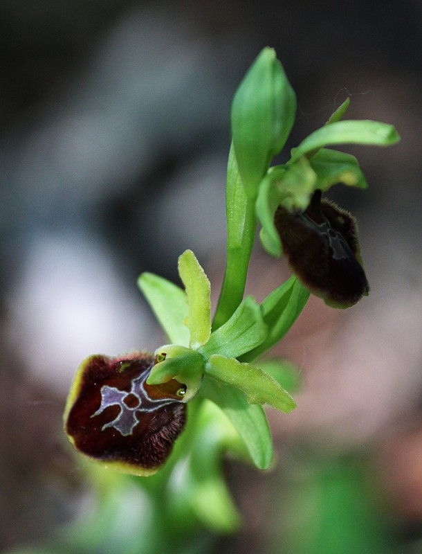 k-Ophrys sphegodes ssp. aranuela.JPG