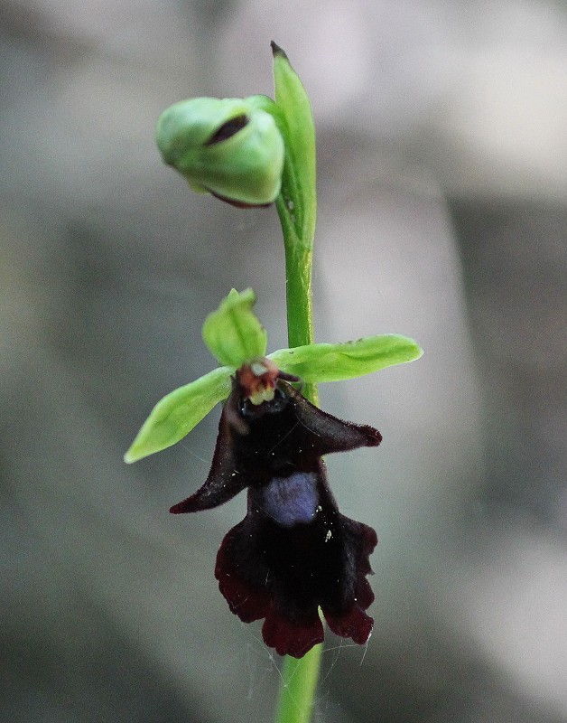 k-Ophrys insectifera.JPG