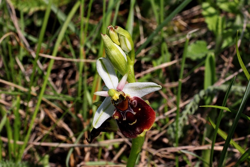 k-Ophrys holosercia II.JPG
