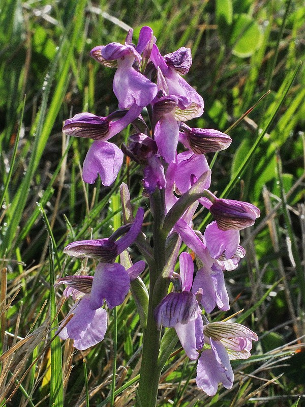 k-Anacamptis morio I.JPG