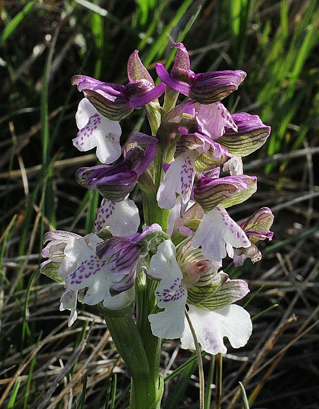 k-Anacamptis morio II.JPG