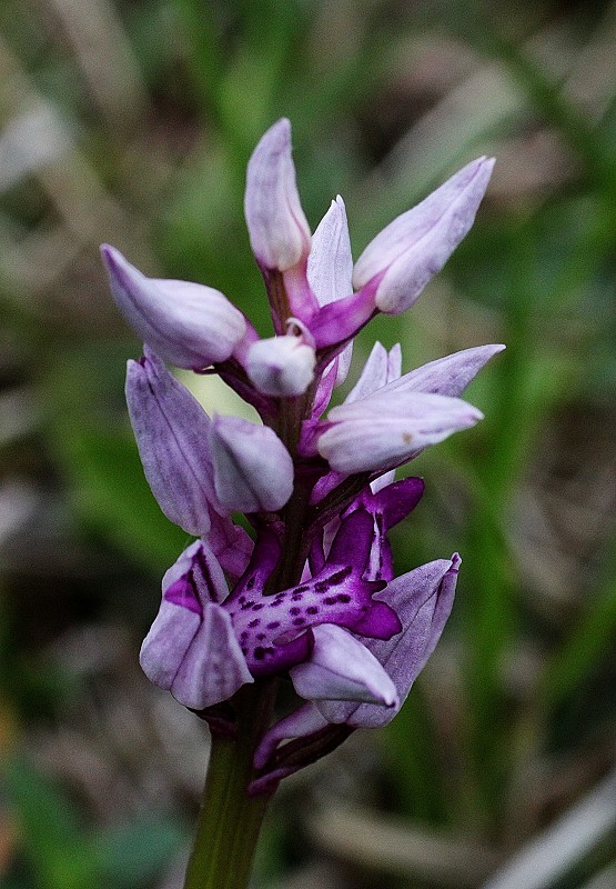 k-Anacamptis militaris I.JPG