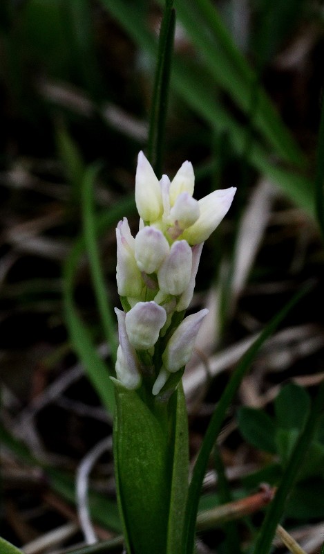 k-Anacamptis militaris albino.JPG